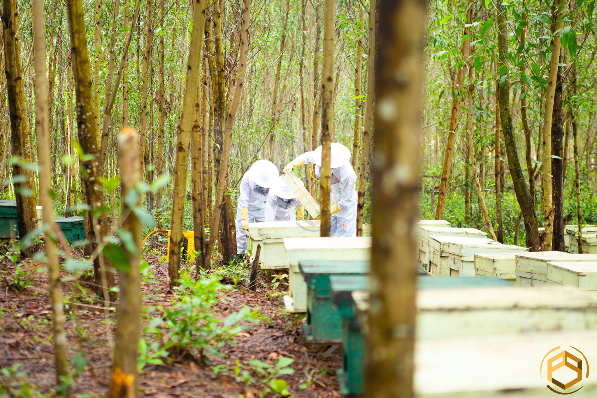 người nuôi ong Việt Nam trong hệ thống Phong Sơn